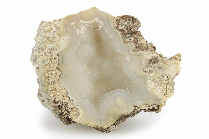 Sparkling Agatized Fossil Coral Geode - Florida #256467